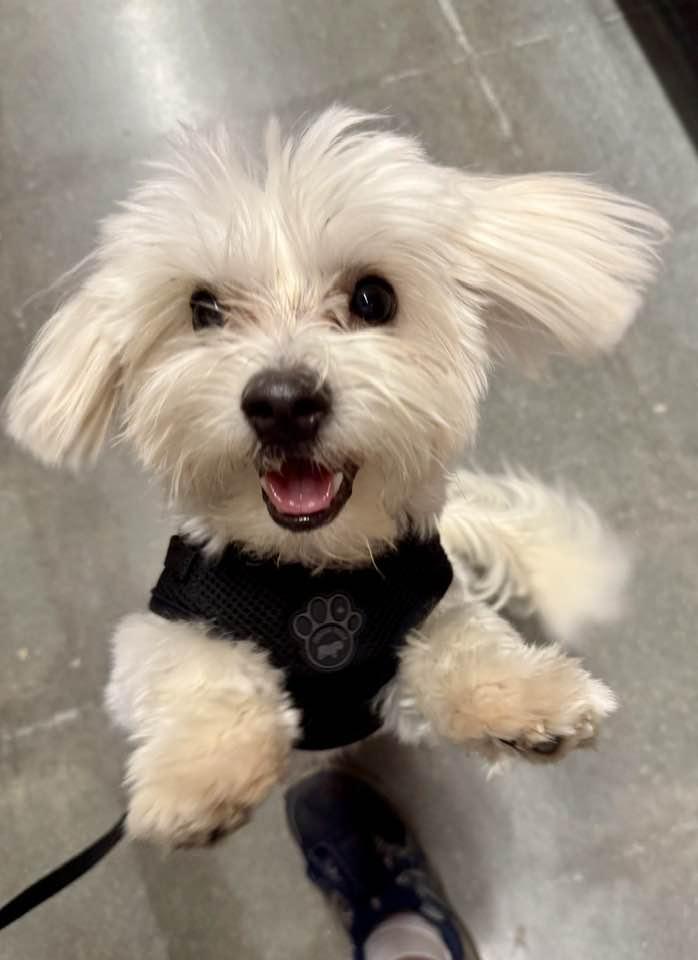 Vanilla Wafer "Flash", Adopted, Young Male Maltese & Havanese.