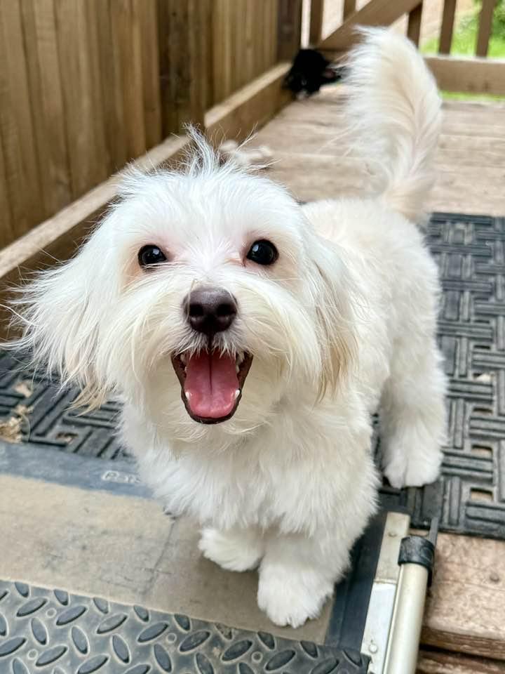 Enlarge Vanilla Wafer "Flash", a Adopted mixed breed in Lee's Summit, MO image 2/3