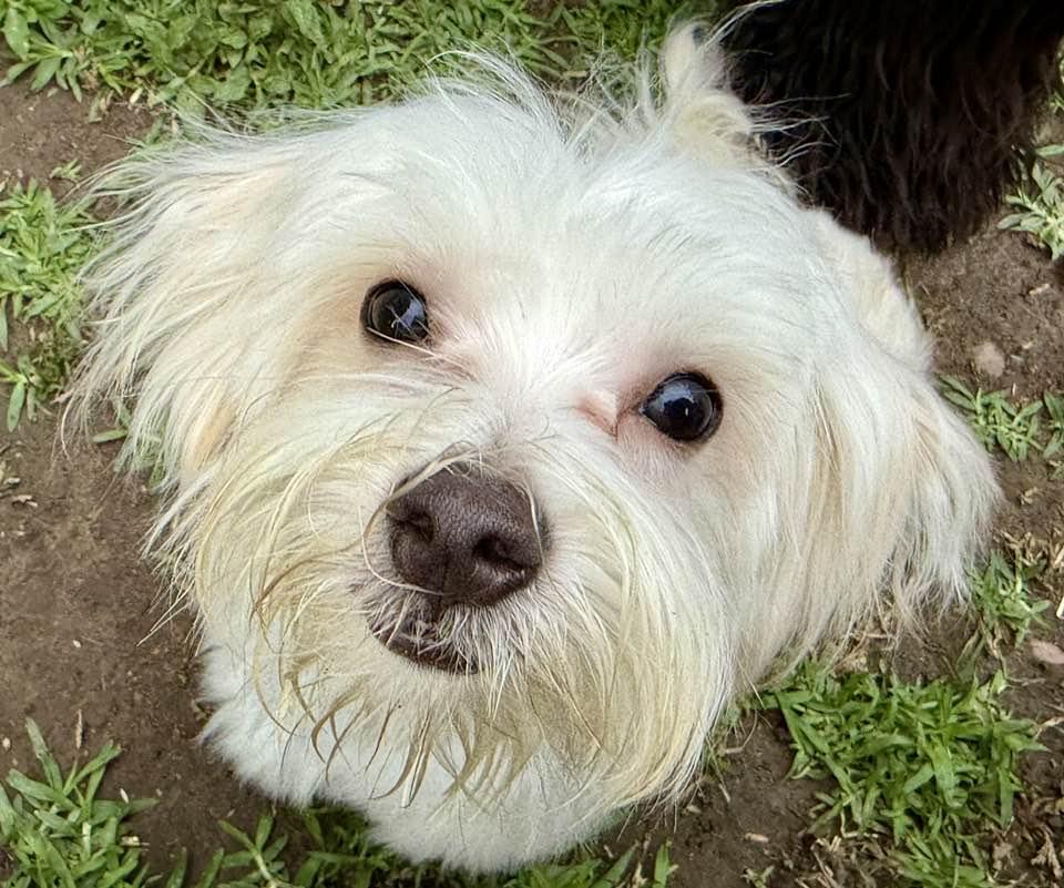 Enlarge Vanilla Wafer "Flash", a Adopted mixed breed in Lee's Summit, MO image 3/3