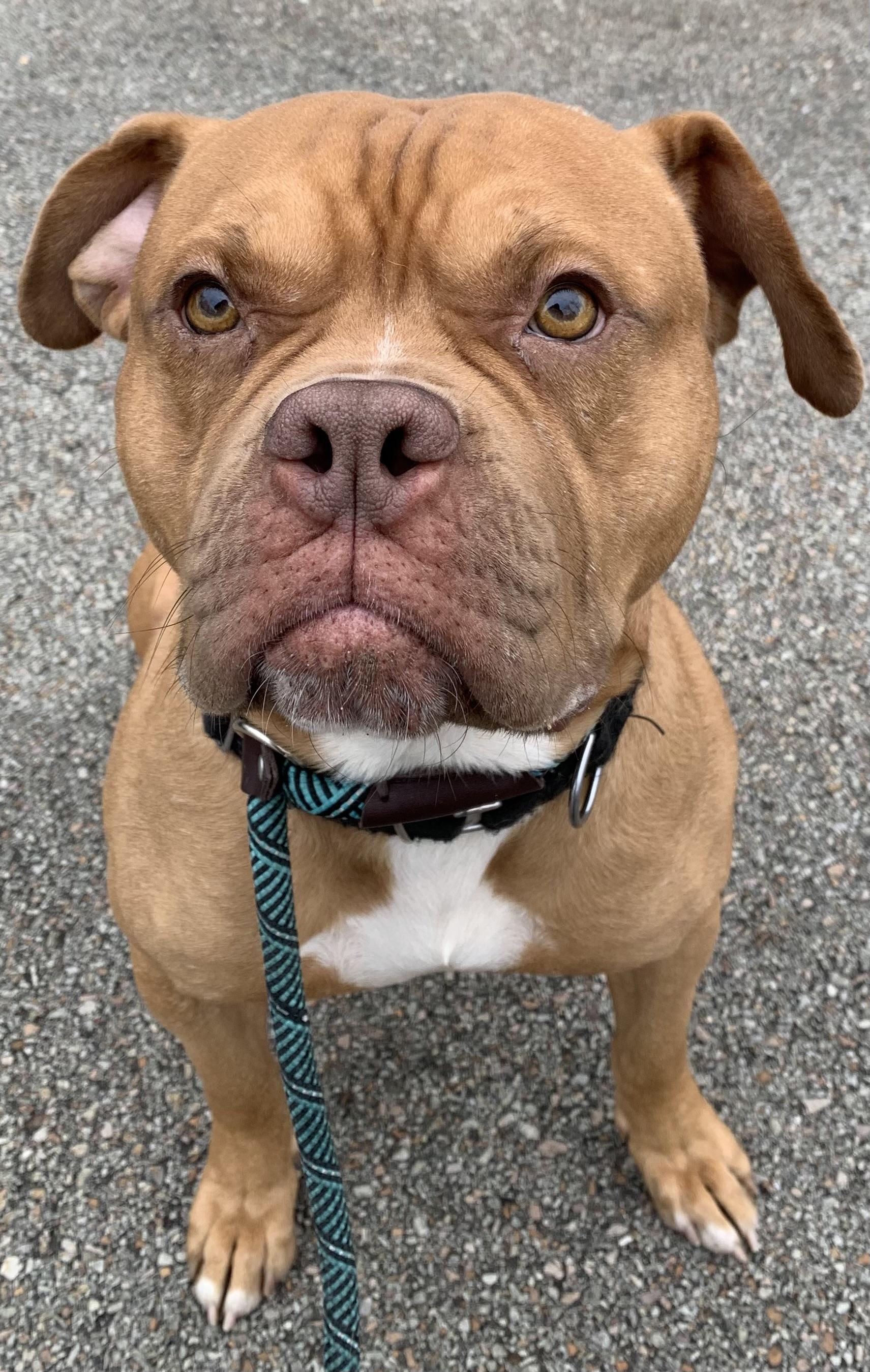 Enlarge Major, an adopted mixed breed in McKeesport, PA image 1/6