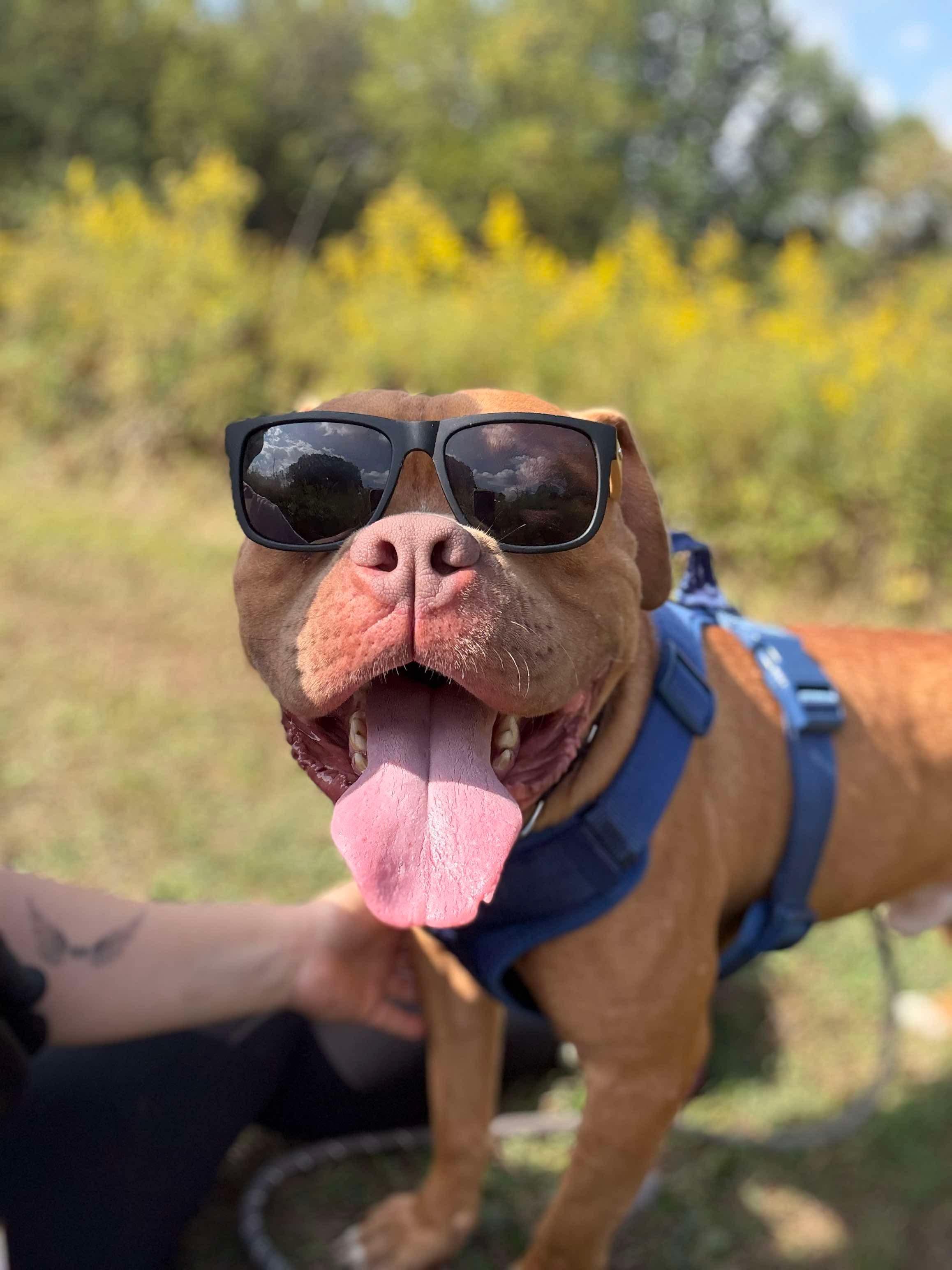 Enlarge Major, a Adoptable mixed breed in McKeesport, PA image 1/6