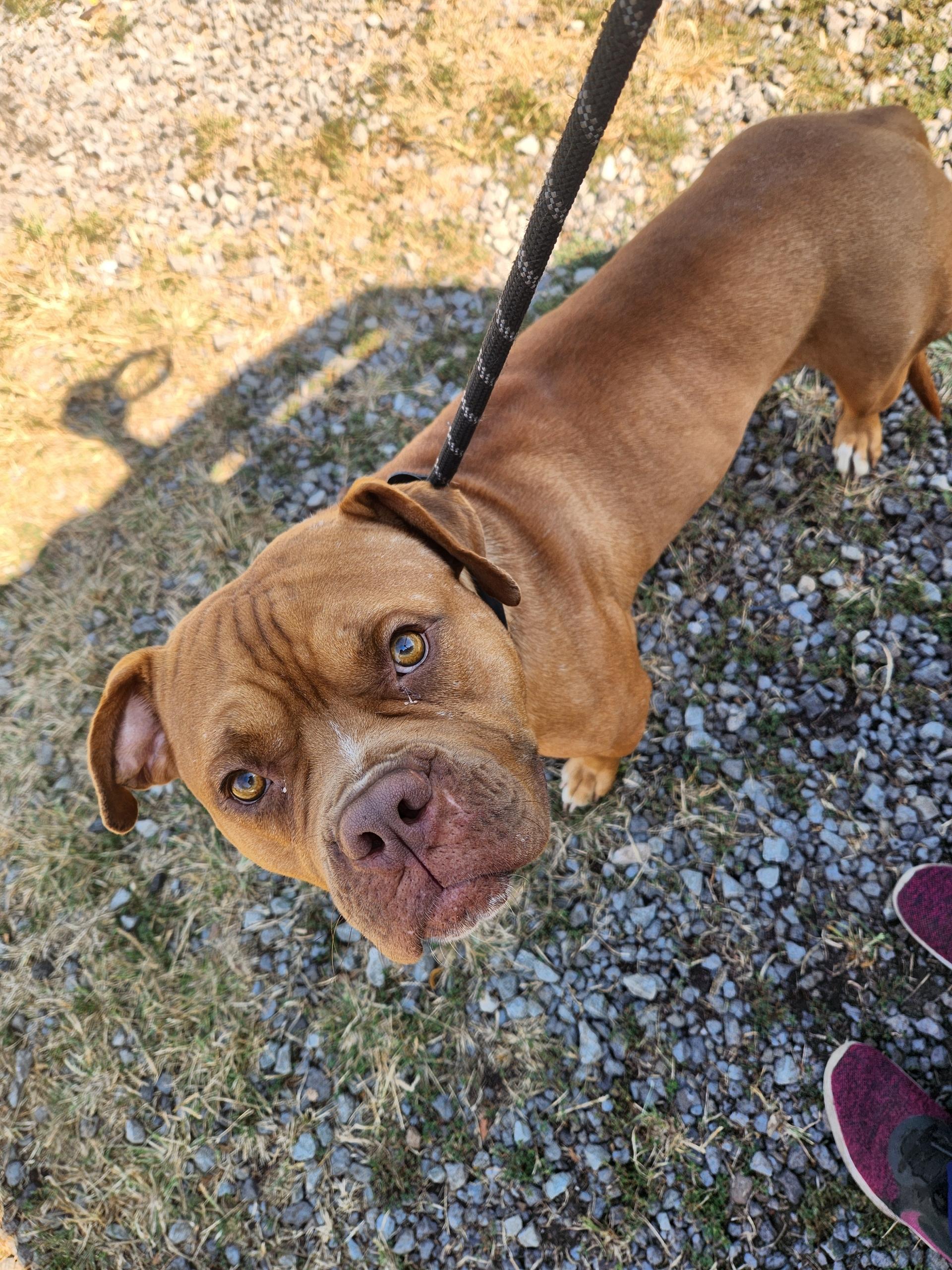 Enlarge Major, a Adoptable mixed breed in McKeesport, PA image 2/6