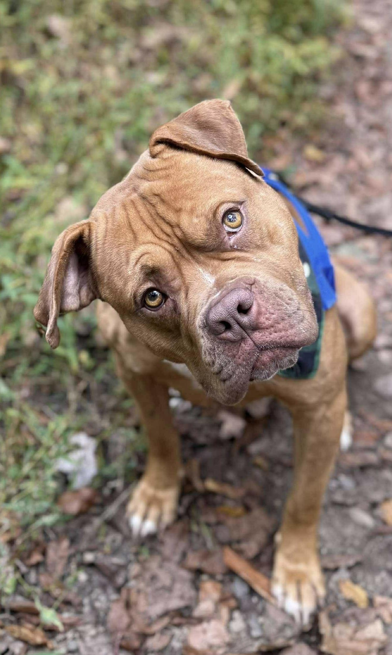 Enlarge Major, a Adoptable mixed breed in McKeesport, PA image 3/6