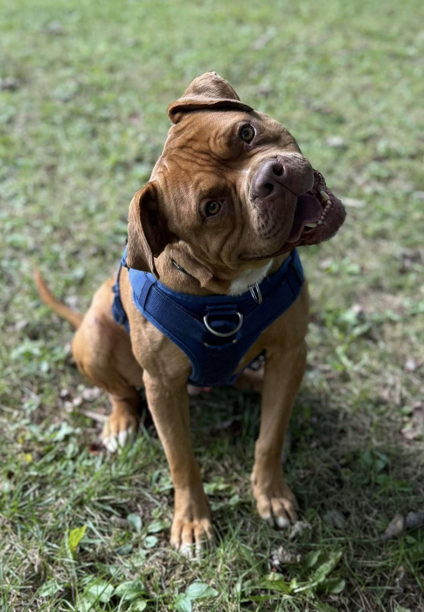 Enlarge Major, a Adoptable mixed breed in McKeesport, PA image 4/6