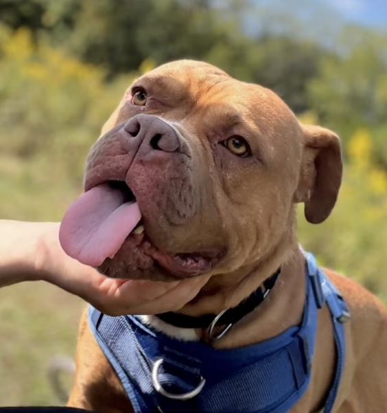 Enlarge Major, a Adoptable mixed breed in McKeesport, PA image 5/6