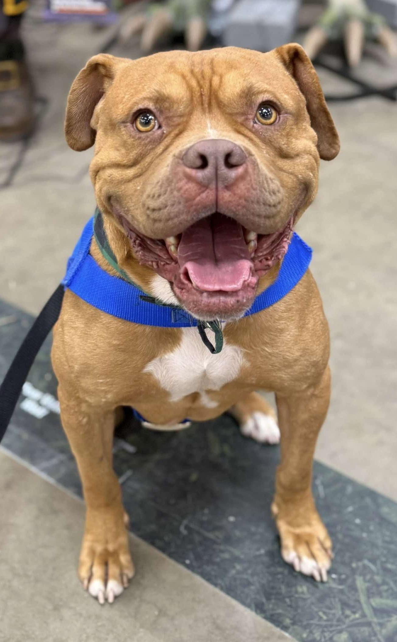 Enlarge Major, a Adoptable mixed breed in McKeesport, PA image 6/6