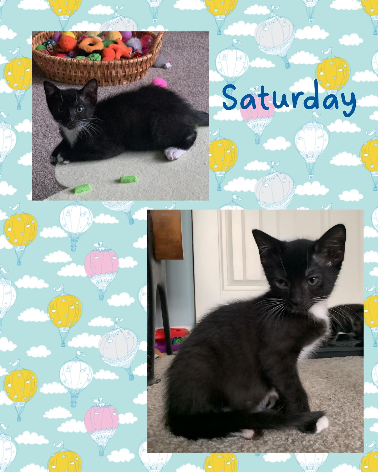 Saturday, a ADOPTABLE mixed breed in Pasco, WA image 2/5