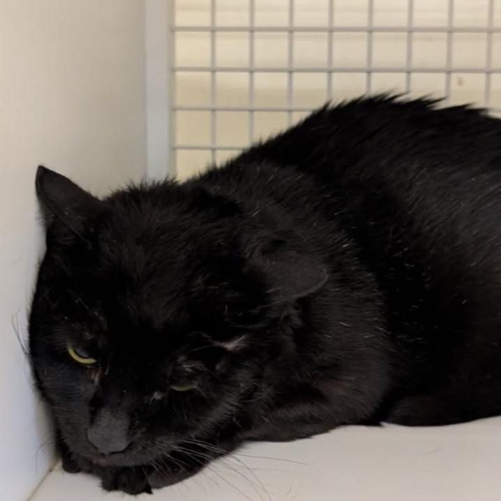 Enlarge Licorice, a Adoptable Domestic Medium Hair in Kenhorst, PA image 1/2