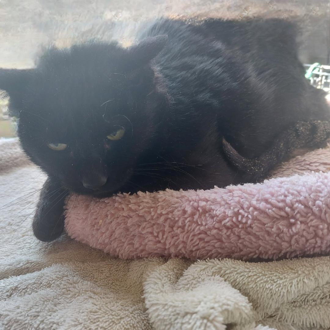 Enlarge Licorice, a Adoptable Domestic Medium Hair in Kenhorst, PA image 2/2