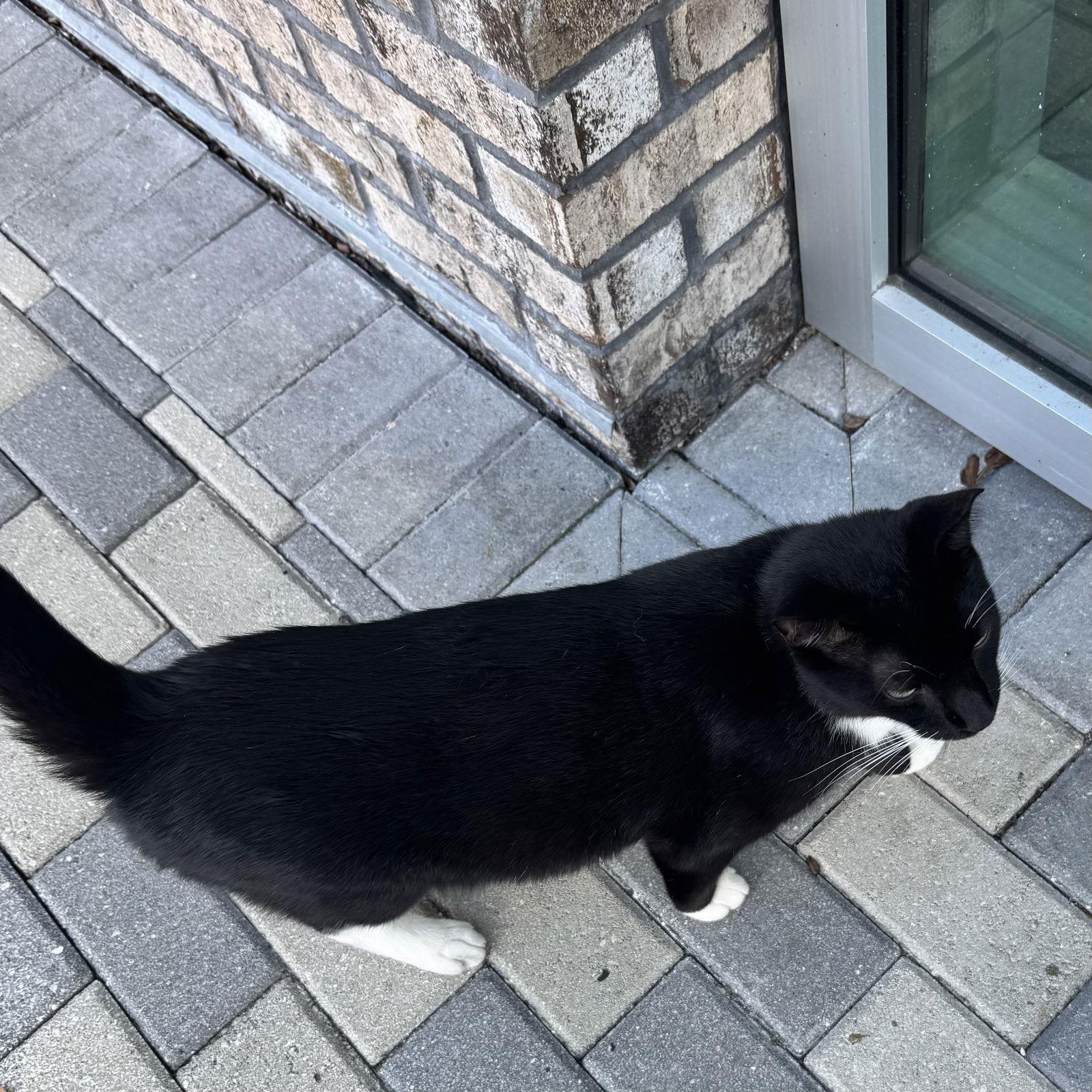 Enlarge Tyson, a Adoptable Domestic Short Hair in Tampa, FL image 1/1