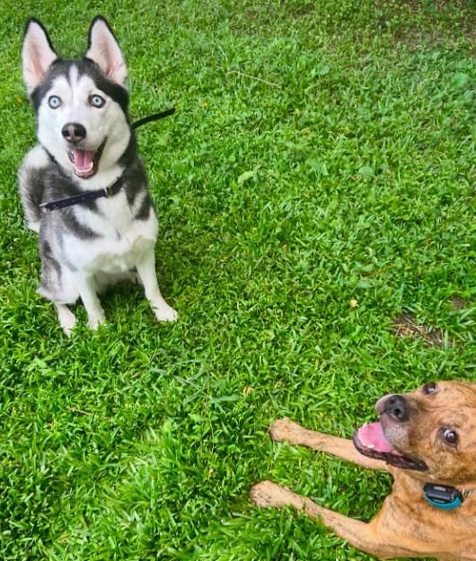 Star, adopted, Young Female Siberian Husky.
