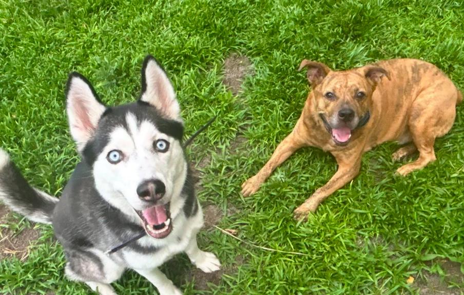 Enlarge Star, an adopted Siberian Husky in Jupiter, FL image 2/3