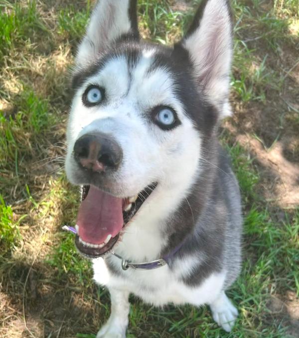 Enlarge Star, an adopted Siberian Husky in Jupiter, FL image 3/3