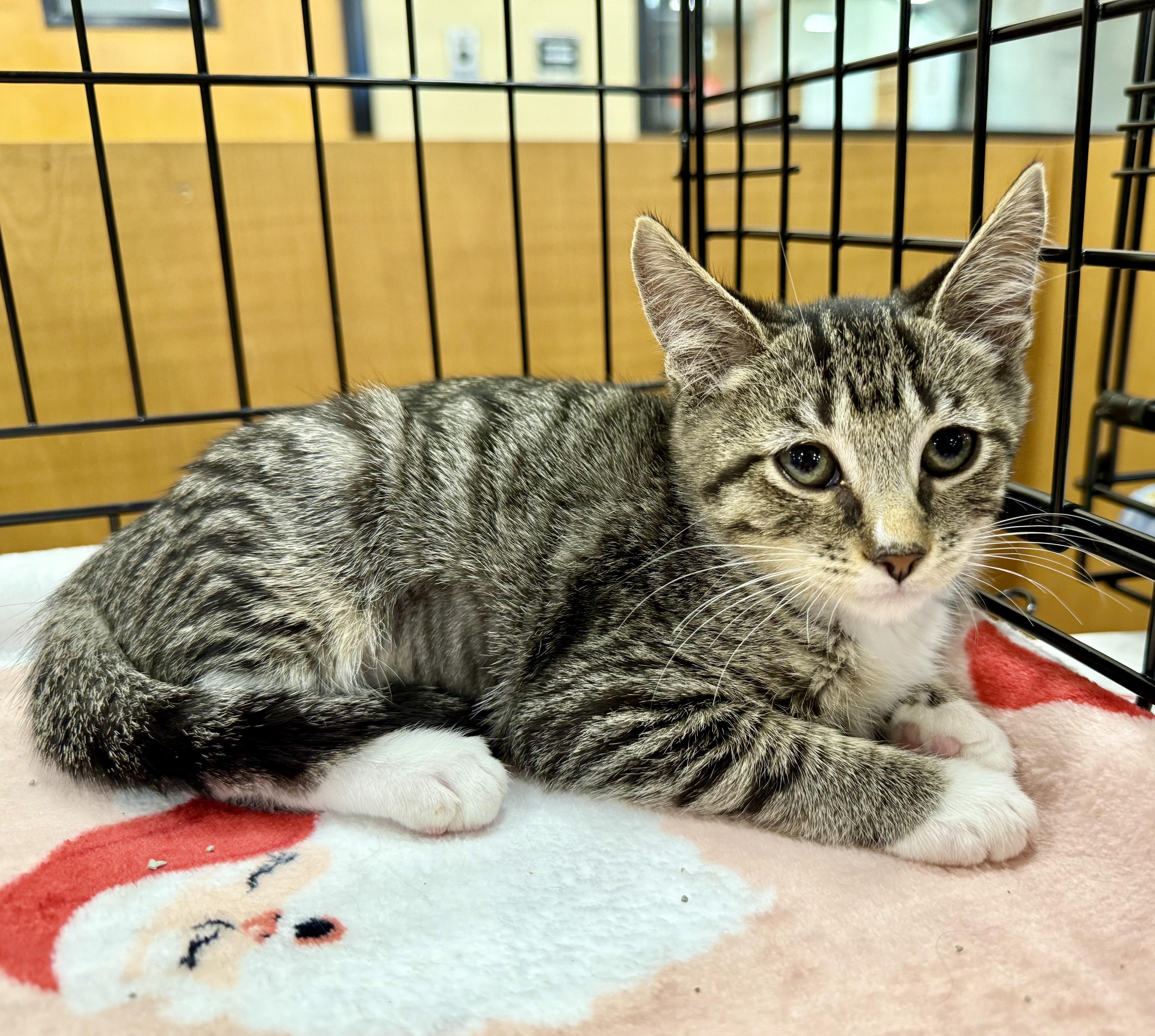 Rhubarb, Adoptable, Kitten Female Domestic Short Hair.