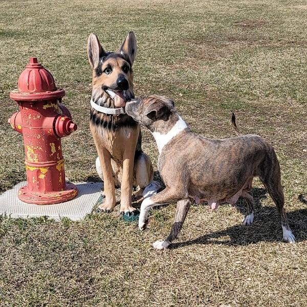 Enlarge Honey Ham, a Adoptable mixed breed in Des Moines, IA image 1/3