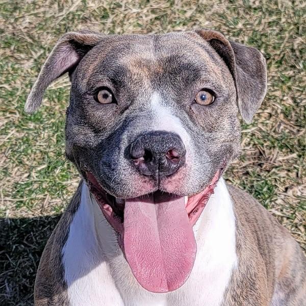 Enlarge Honey Ham, a Adoptable mixed breed in Des Moines, IA image 2/3