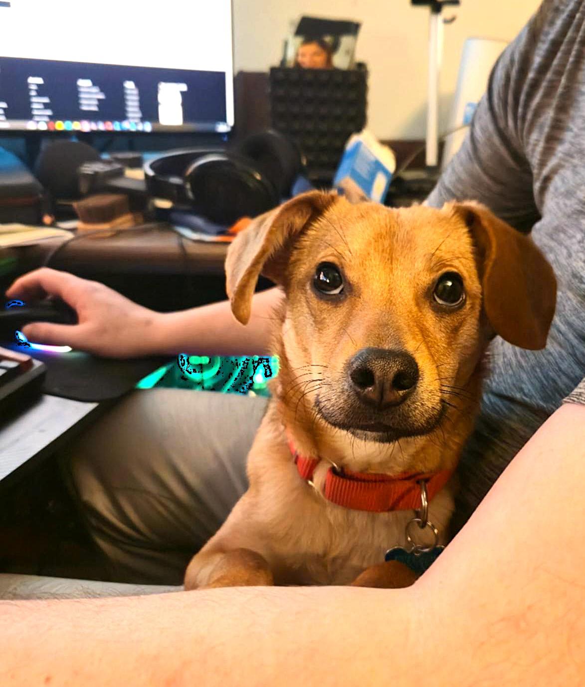 Enlarge Frank, a ADOPTABLE mixed breed in Plainfield, IL image 2/6