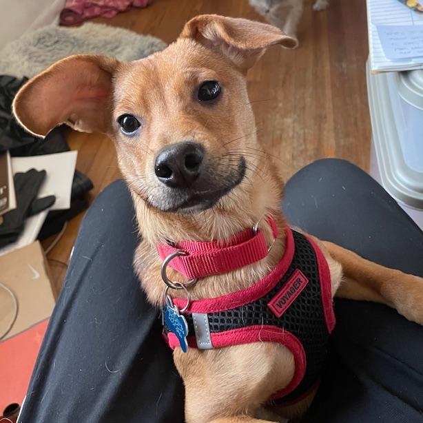 Enlarge Frank, a ADOPTABLE mixed breed in Plainfield, IL image 4/6