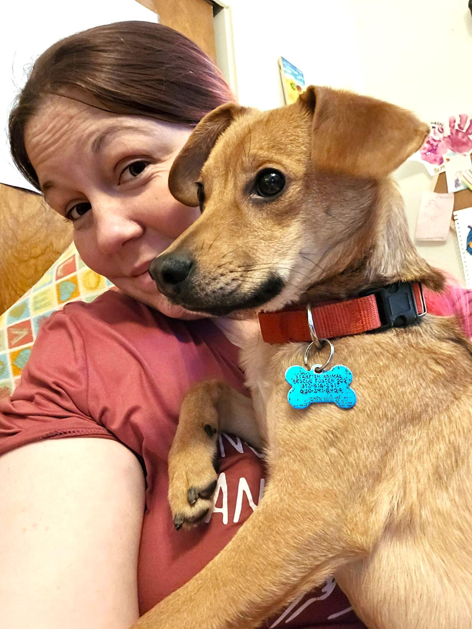 Enlarge Frank, a ADOPTABLE mixed breed in Plainfield, IL image 3/6