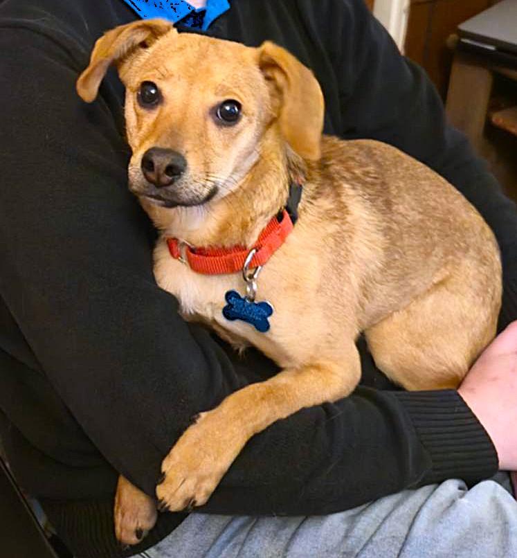 Enlarge Frank, a ADOPTABLE mixed breed in Plainfield, IL image 1/6