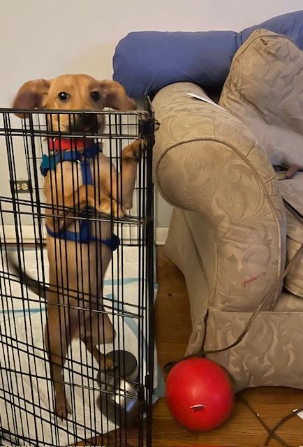 Enlarge Frank, a ADOPTABLE mixed breed in Plainfield, IL image 6/6