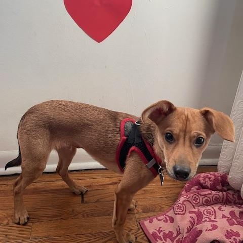 Enlarge Frank, a ADOPTABLE mixed breed in Plainfield, IL image 5/6