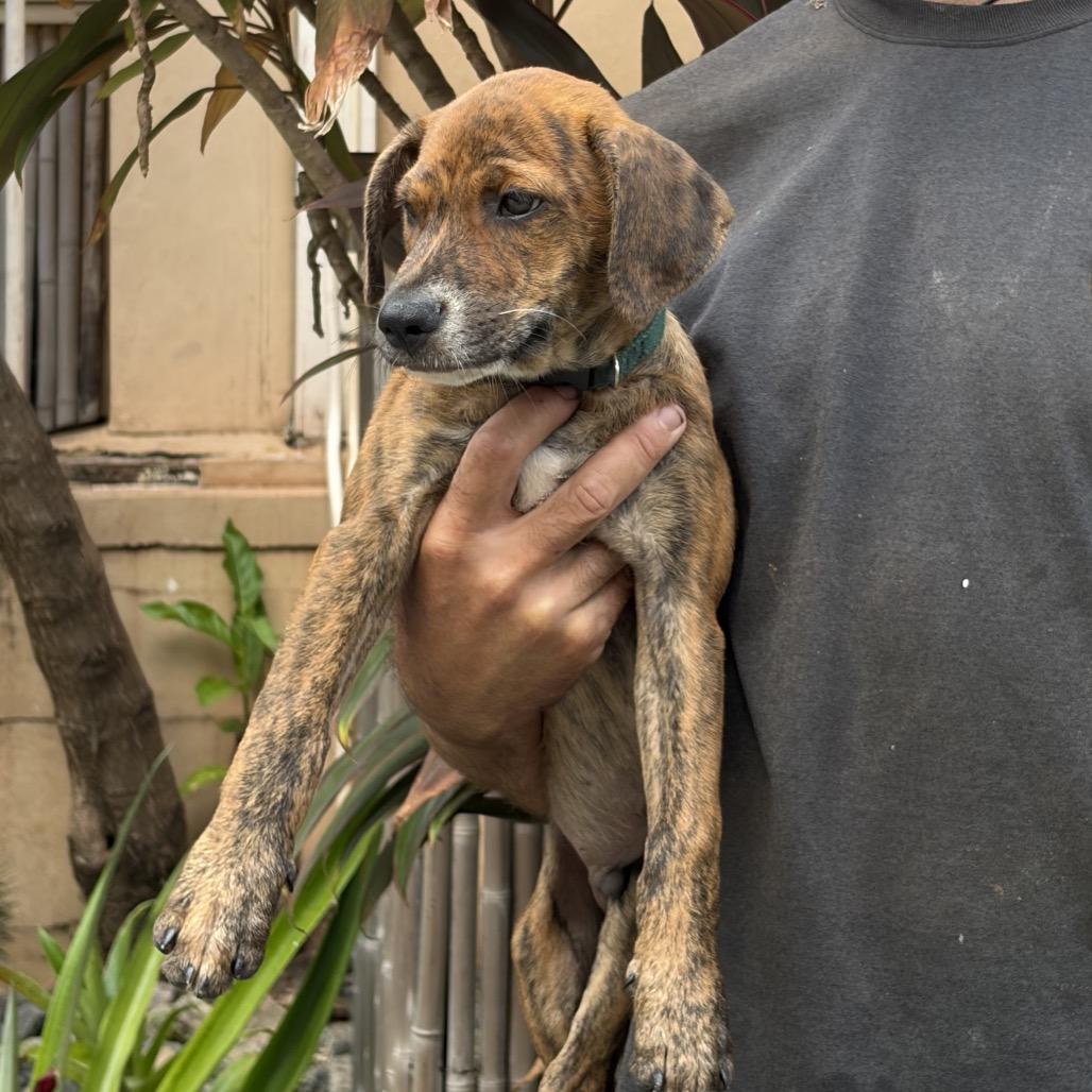 Trap, Adoptable, Puppy Male Mixed Breed.