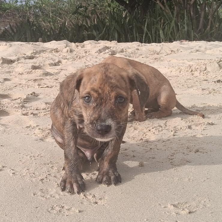 Enlarge Trap, a Adoptable Mixed Breed in Frederiksted, VI image 2/4