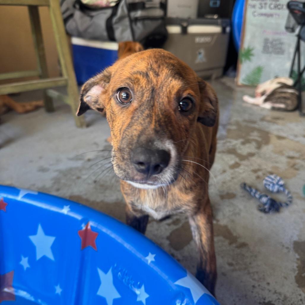 Enlarge Trap, a Adoptable Mixed Breed in Frederiksted, VI image 3/4
