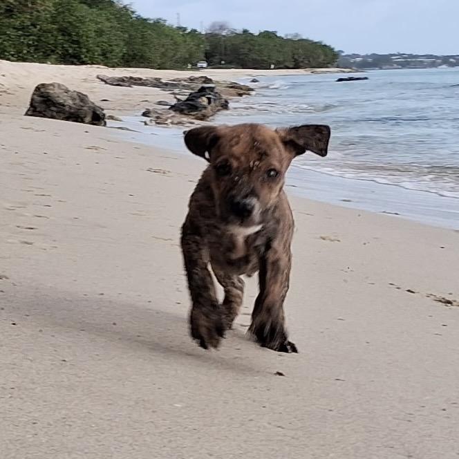 Enlarge Trap, a Adoptable Mixed Breed in Frederiksted, VI image 4/4