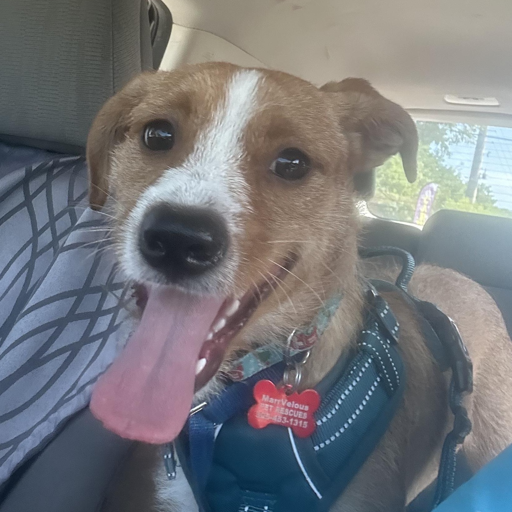 Shep, a ADOPTABLE mixed breed in Key Largo, FL image 4/6