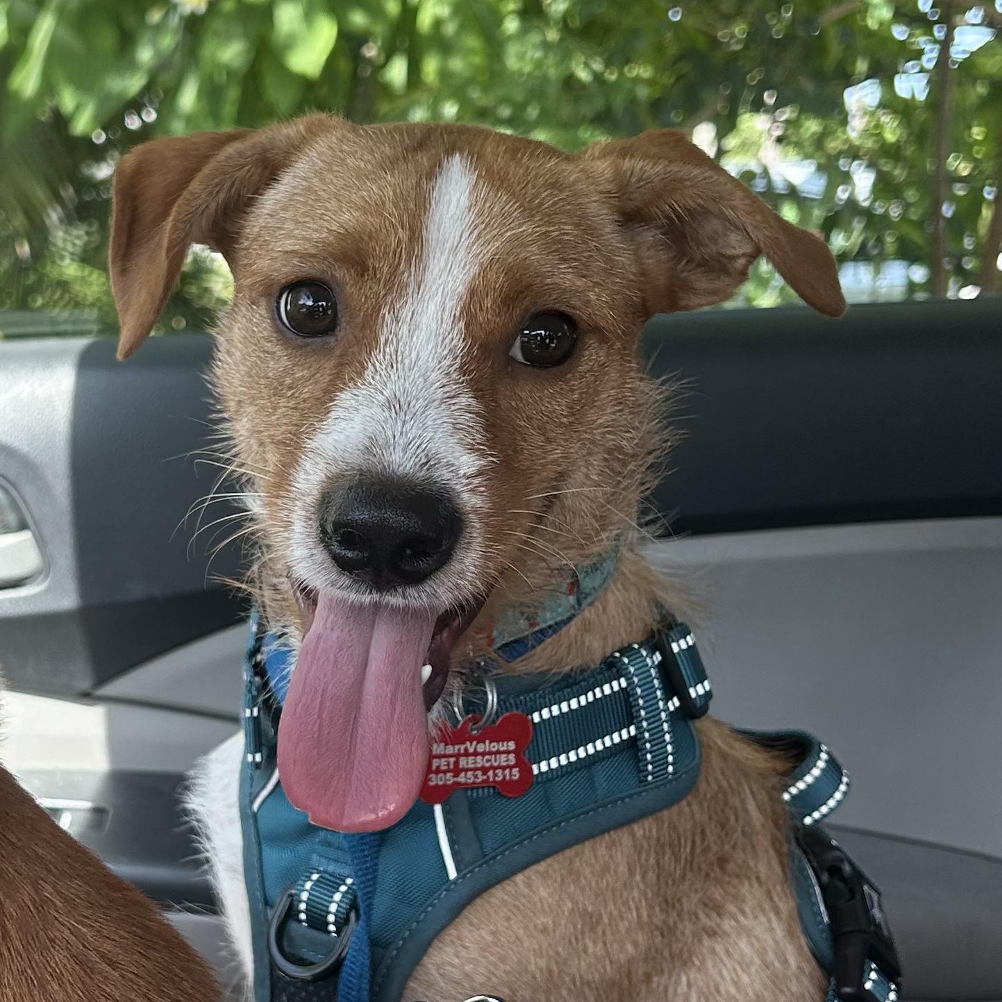 Shep, a ADOPTABLE mixed breed in Key Largo, FL image 1/6