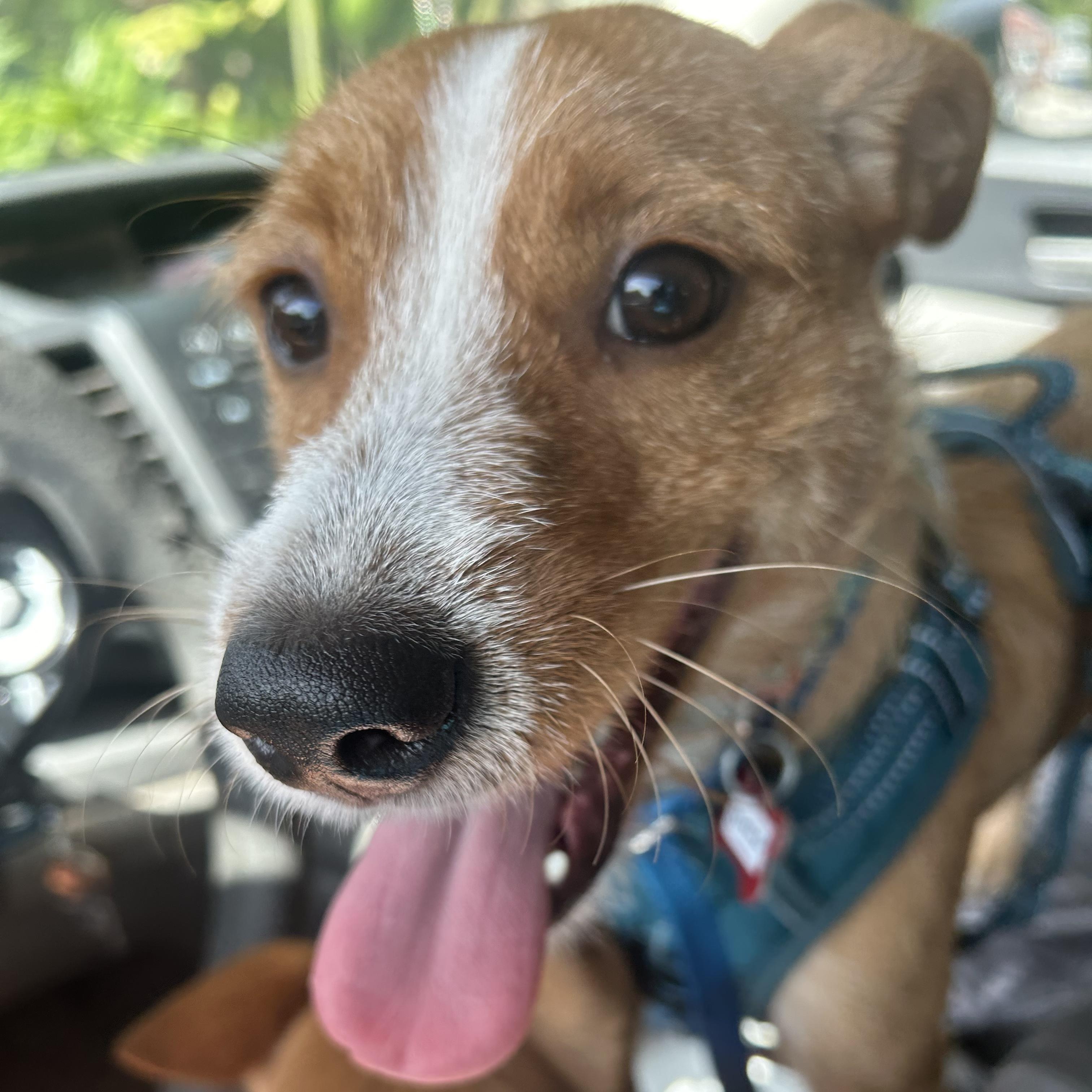 Shep, a ADOPTABLE mixed breed in Key Largo, FL image 6/6