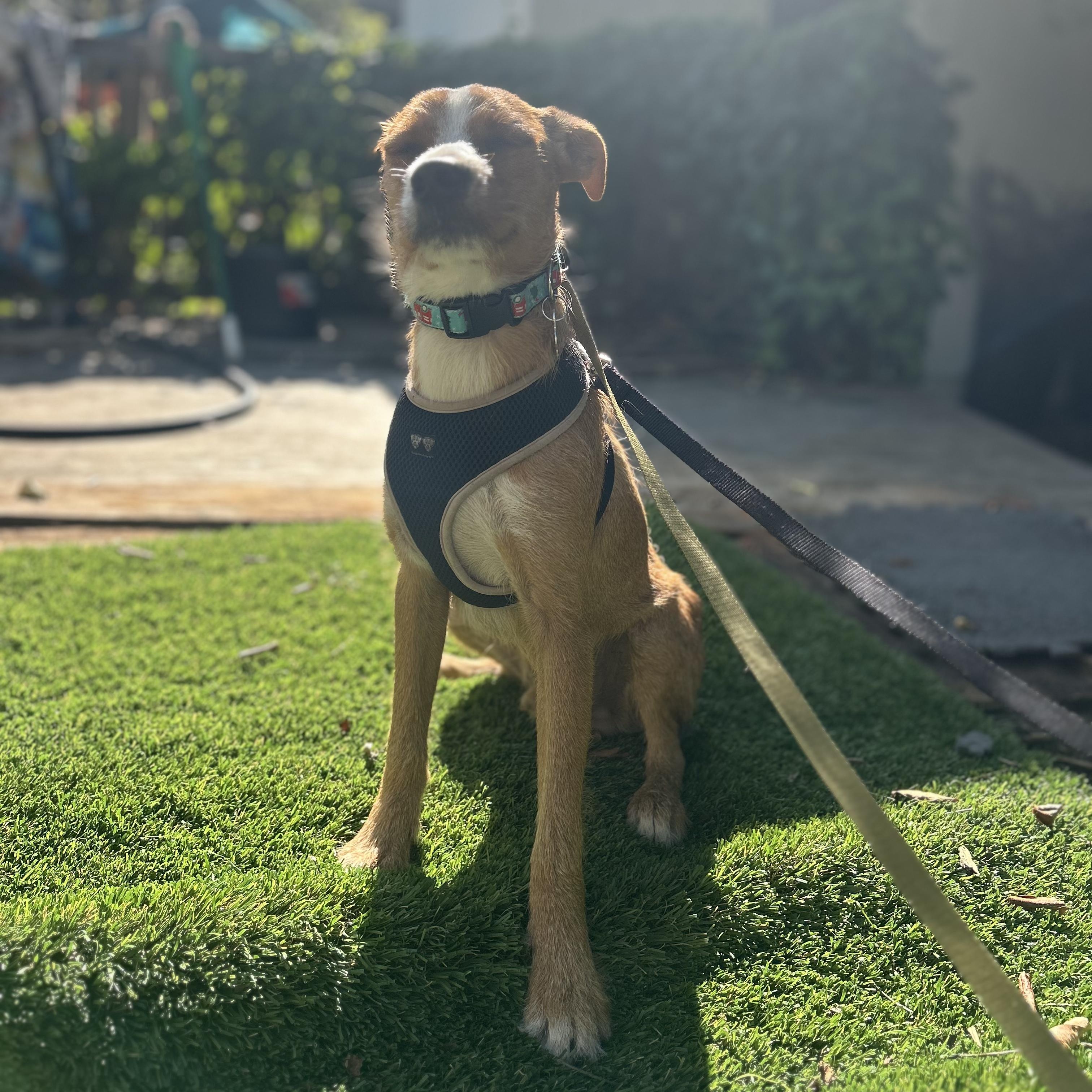 Shep, a ADOPTABLE mixed breed in Key Largo, FL image 3/6