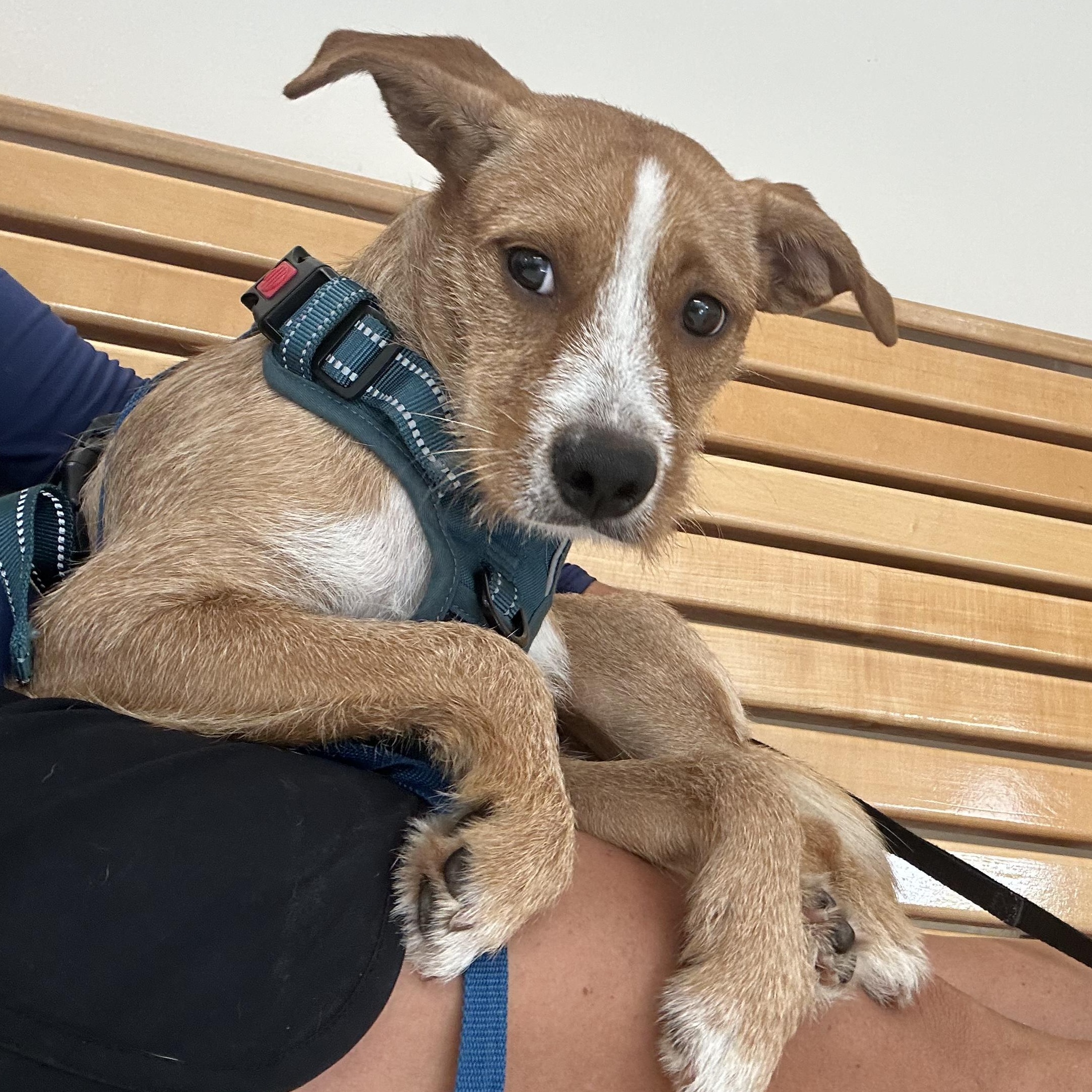 Shep, a ADOPTABLE mixed breed in Key Largo, FL image 2/6