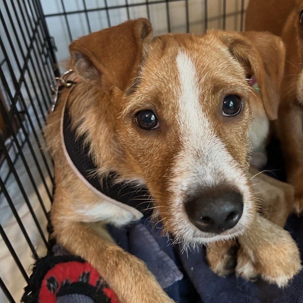 Shep, a ADOPTABLE mixed breed in Key Largo, FL image 5/6