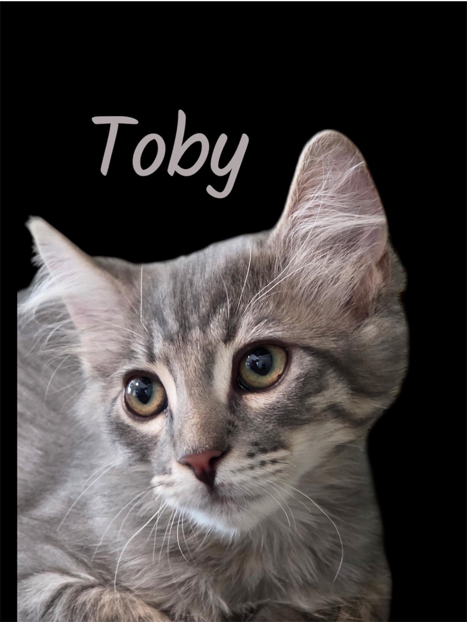 Enlarge Toby, an adoptable Domestic Medium Hair in Auburn, CA image 4/4