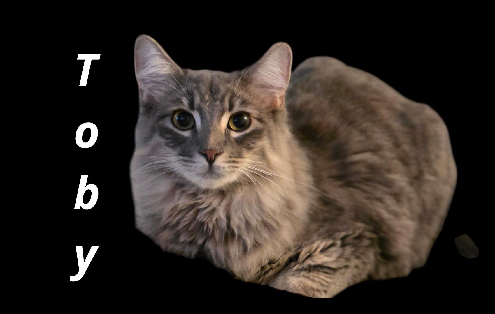 Toby, adoptable, Young Male Domestic Medium Hair.