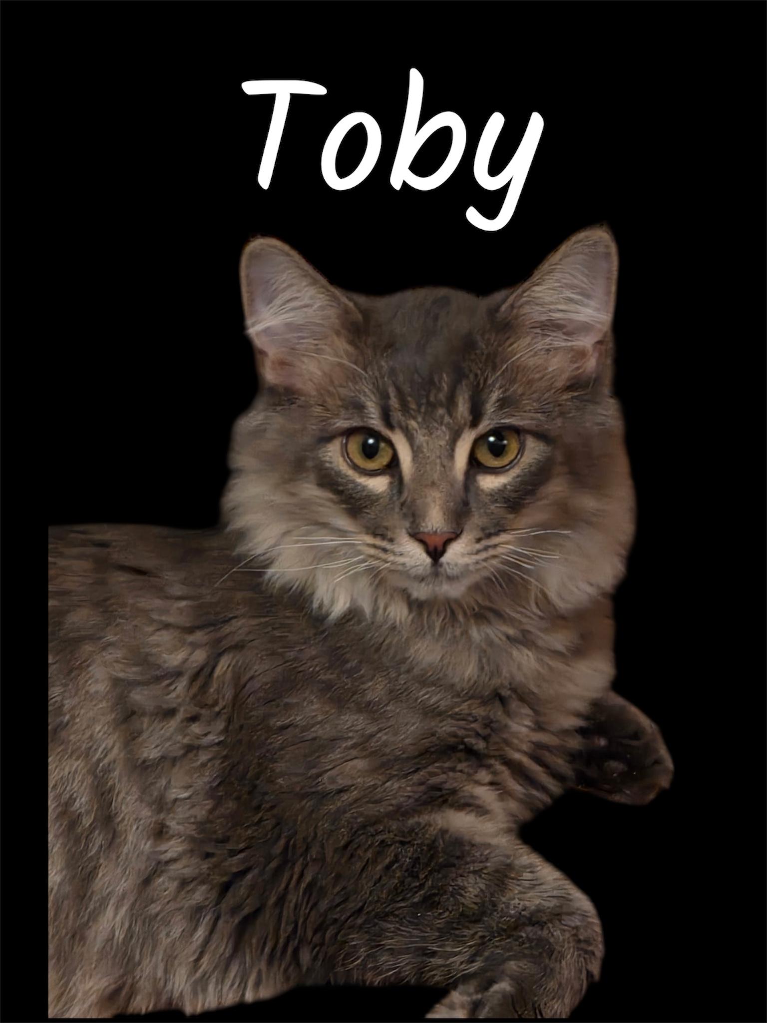 Enlarge Toby, an adoptable Domestic Medium Hair in Auburn, CA image 3/4