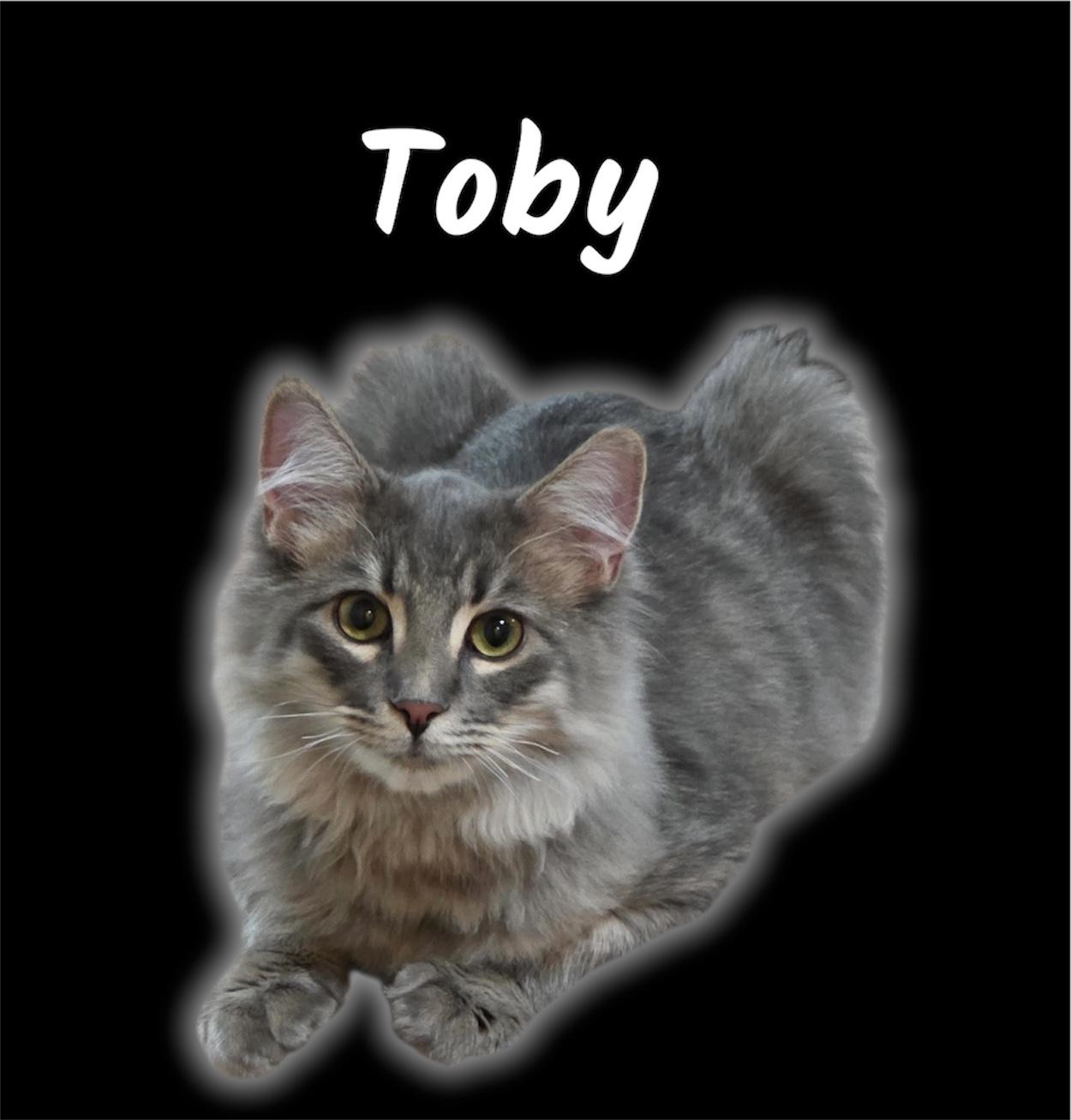 Enlarge Toby, an adoptable Domestic Medium Hair in Auburn, CA image 2/4