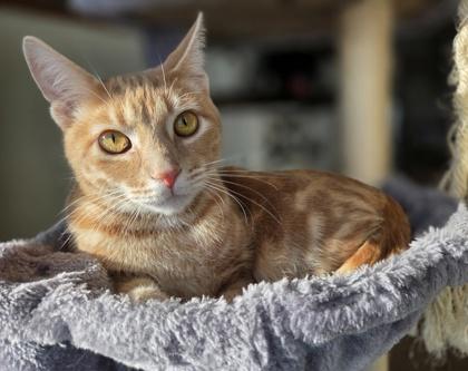 Hydro, Adoptable, Kitten Male Domestic Short Hair & Domestic Short Hair.