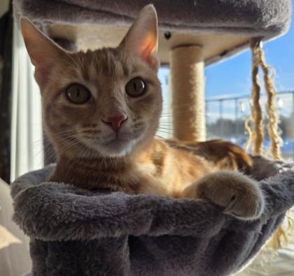 Enlarge Hydro, a Adoptable Domestic Short Hair in Burlington, WI image 3/3