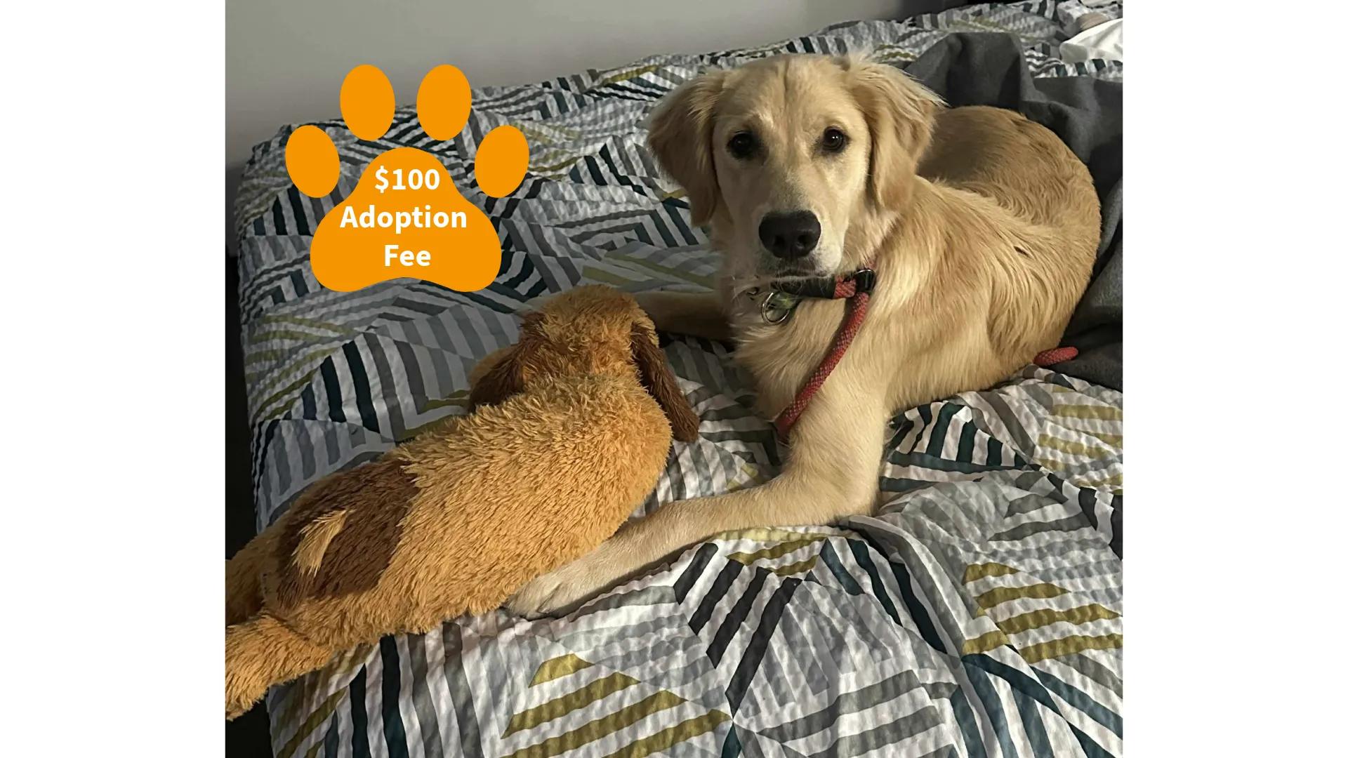 Chip, Adoptable, Young Male Golden Retriever.