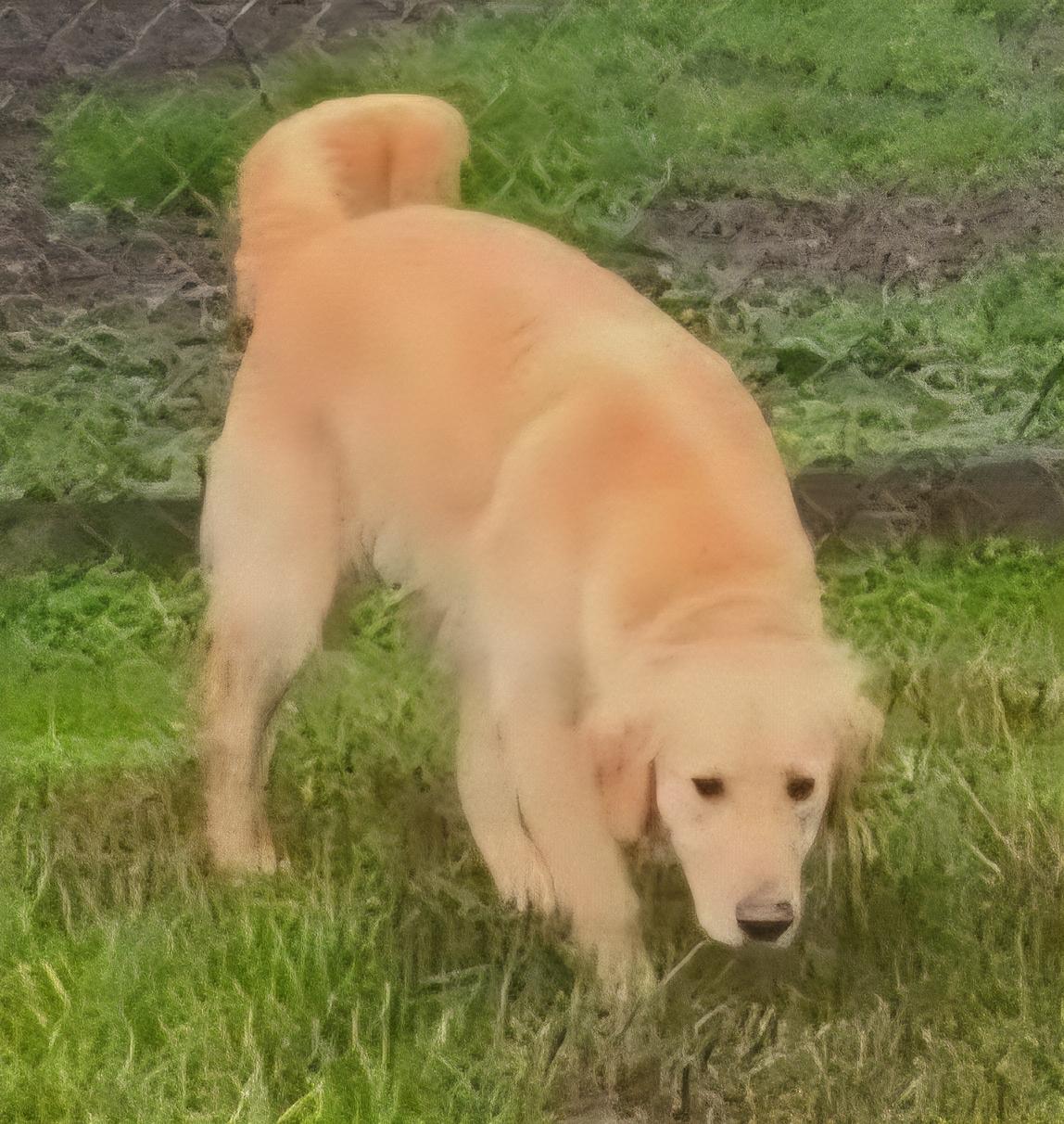 Enlarge Chip, a Adoptable Golden Retriever in Roseburg, OR image 6/6