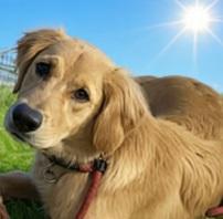 Enlarge Chip, a Adoptable Golden Retriever in Roseburg, OR image 3/6