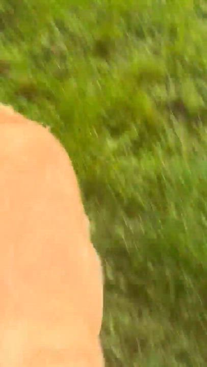 Enlarge Chip, a Adoptable Golden Retriever in Roseburg, OR video 4/6