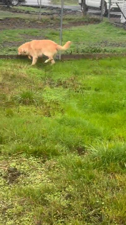 Enlarge Chip, a Adoptable Golden Retriever in Roseburg, OR video 5/6