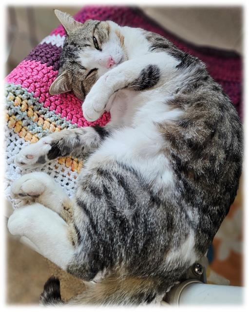 BAMBINO, Adoptable, Young Male Domestic Short Hair.