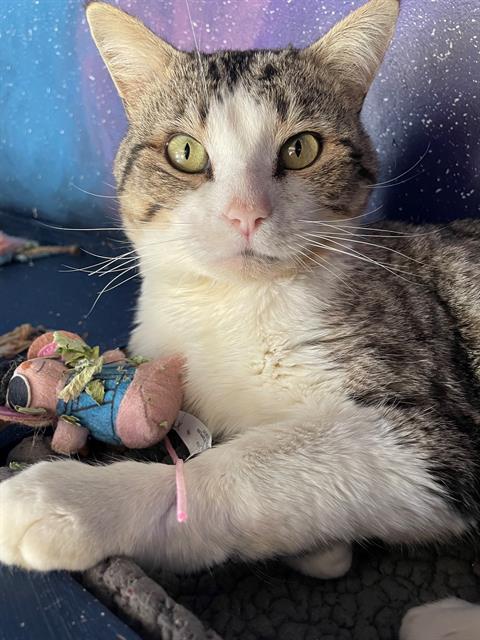 BAMBINO, Adoptable, Young Male Domestic Short Hair.