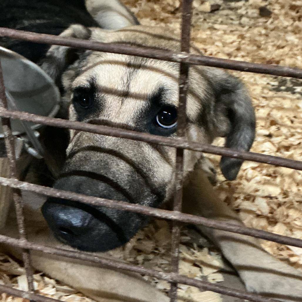 Flash, Adoptable, Young Male Mixed Breed & Shepherd.